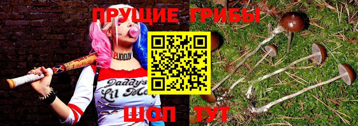 Псилоцибиновые грибы прущие грибы  Галлюциногенные грибы Psilocybine cubensis  Зеленогорск 