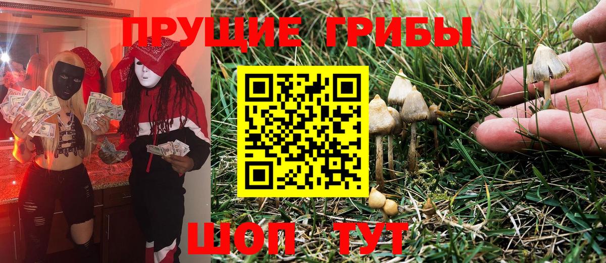 Псилоцибиновые грибы мицелий Зеленогорск